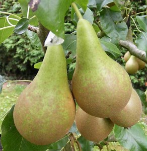 Conference pear - Alchetron, The Free Social Encyclopedia