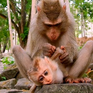 7.7K views · 892 reactions | Great action of monkey nursing her lovely baby! | Monkeys Premature | Facebook