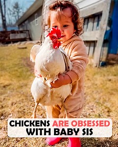 Chickens cuddle with baby sis every morning 💞 #chicken #farmanimals #cuddlebuddies | Cuddle Buddies