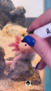 2.2K views · 47 reactions | EmolotlIt’s not just a phase, Mom via emilywithanimals tiktok | Secret Scene Kid | Facebook