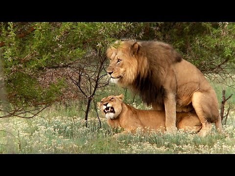 Lion mating ritual up close