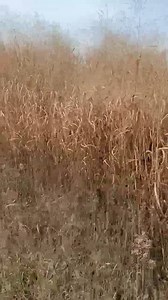 Northwoods Whitetails Inc. Food Plot Seed on Reels