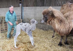 Farmer left confused as 'male' camel gives birth