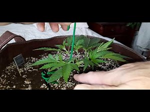 LST 2 Green Gelato Auto - Day 24 from seed, indoor grow, 31 Jan 2021
