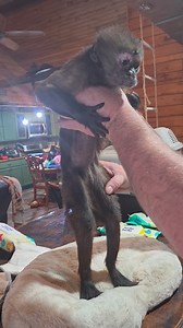 Part 2 of getting Annie out today #semoexotic #primate #anniethecapuchin #SanctuaryLove | SEMO Exotic Sanctuary