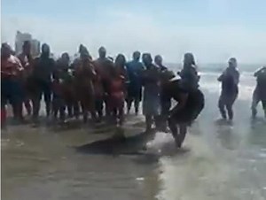VIDEO: Shark caught off the coast of North Myrtle Beach