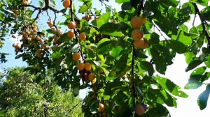 MIRABELLE PLUM Mirabelle plum, also known as mirabelle prune or cherry plum, is a cultivar group of plum trees of the genus Prunus. It is believed that the plum was cultivated from a wild fruit grown in Anatolia.Mirabelle plums are small with a striking yellow to golden color. Their flesh has a smooth, fine texture and on the outside, the skin has numerous tiny spots. Usually eaten fresh or cooked in jams and pies, Mirabelle plums have a sweet, delicate taste and are harvested in September. The 