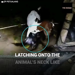 An ordinary night in the countryside turned into a nightmare for everyone when a group of farmers discovered a strange creature attacking their goats… Subscribe for more https://bit.ly/yt-upsocltheenigma | The Enigma