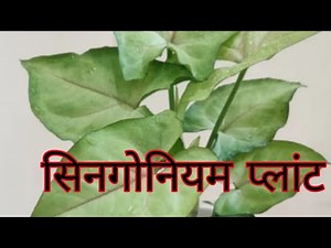 See four types of Syngonium plants in the garden.