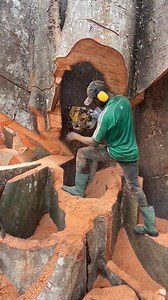 Ceiba pentandra, I don't understand why the government allows operators to c..ut this tree | Shadrack Agyekum