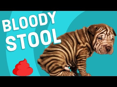 Bloody Stool in Dogs