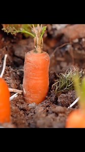 58K views · 374 reactions | Birthday cake for the rabbit #miniature #cute #shortsvideo #reels #Cakelovers | Cake Lovers | Facebook