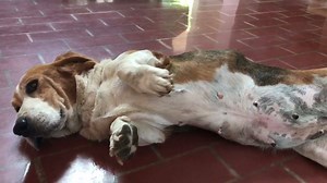 15K views · 35 reactions | Wings of Rescue on Reels | Facebook