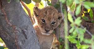 Big Cats 24/7:New Beginnings Season 2 Episode 5