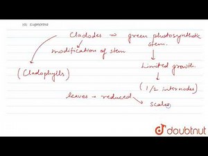 Cladodes are common among