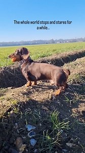 37 reactions | So Cute . . . . . #dachshundsofinstagram #dachshundappreciation #dachshundpuppies #dachshundoftheday #dachshundpuppy #dachshundlove #dachshund | Dachshund Hub | Facebook