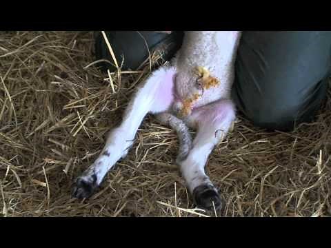 Lamb castration