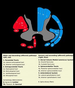 Medial vestibulospinal tract - Alchetron, the free social encyclopedia