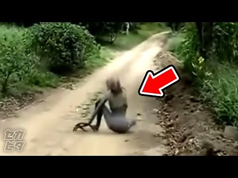 撮影者が謎の不審死...カメラが捉えた未確認生物８選