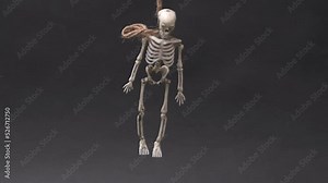 skeleton hanging on gallows over black background. Halloween video with copy space place for text. The skeleton hung on a rope. Human bones dangle from a rope