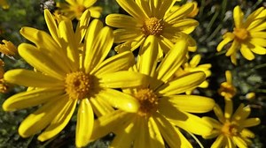 clip-3834768391-euryops-chrysanthemoides-4k-drone-footage-african-bush