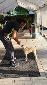Service Dog Puppy Training with Gunner. Building Distance and Duration. 36 feet. #DPT #ServiceDog #DogTraining | Daniel De La Rosa - Dogs