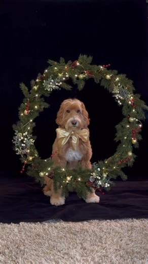 This magic wreath turns you into a cartoon mid air, then back again for the landing. ✨🎄✨ | Reagandoodle