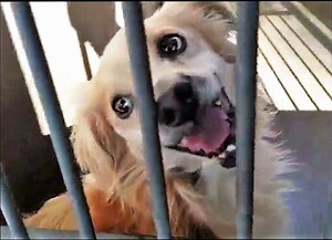 8.2K views · 590 reactions | RESCUED 9/16 by Home Free Animal Rescue...