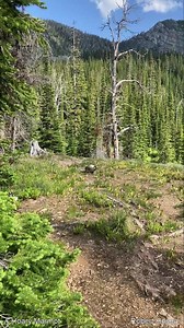 15K views · 440 reactions | Our Hoary marmot friend at our camp this weekend.  | TheBobFactor.com | Facebook
