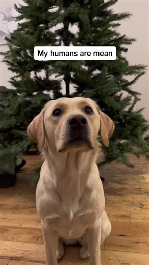 Willow the Scottish Labrador on TikTok