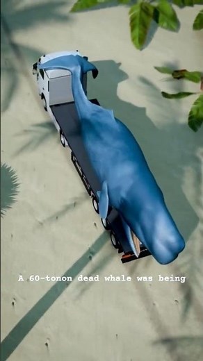 Dead Whale Suddenly Exploded in Taiwan (Inspired by ‪@zackdfilms‬ )