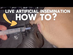 How to Do an artificial insemination aka an Ai with your dog?