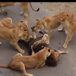 6.9K views · 22 reactions | Female Lion vs Male Lion 朗 | Kaalaimalar 2.0 | Facebook