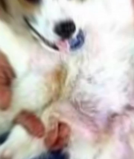 SCP-530: Chó Biến Chất An Toàn