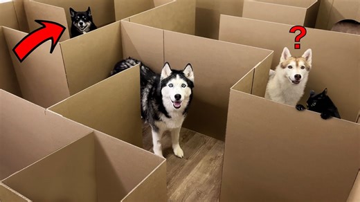Huskies vs. Cats: Who Will Solve the Maze First?