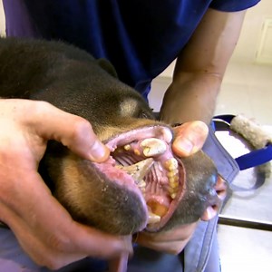 721K views · 9K reactions | Don't wake the bear!  Especially when you're pulling teeth from this rescued sun bear's huge mouth... 醴 | Untamed | Facebook