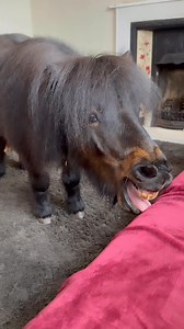 Get it all out #ponylife #pony #chilling | The Adventures Of Patrick The Pony
