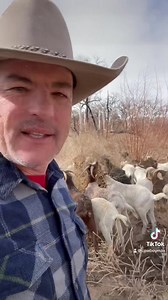 20K views · 1.1K reactions | Kochia and Tumbleweeds (Russian Thistle)...