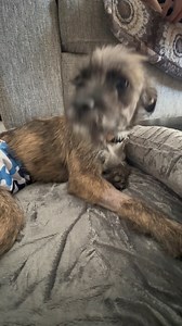 Thanks for your patience 🙏 Okay so Tomen’s CT scan showed a fractured T12 that was in a gazillion pieces. The neurologist said that he is not a candidate for surgery and that he will not be able to regain the use of his hind legs. Interestingly enough, she said that he has really good anal tone so he should have pretty good control of bowel movements but that he will remain urinary incontinent. The cause of Tomen’s fractured vertebrae is trauma and most likely vehicular. But honestly you guys, 