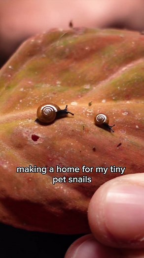 MICRO Snail Terrarium #worcesterterrariums #terrarium #HerefordandWorcester #worcester | Worcester Terrariums