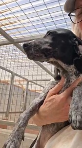 11K views · 66 reactions | NAME: BAMBI SEX: Female SIZE: Medium when...