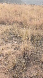 Classic point on Black Francolin | Hunters of Pakistan