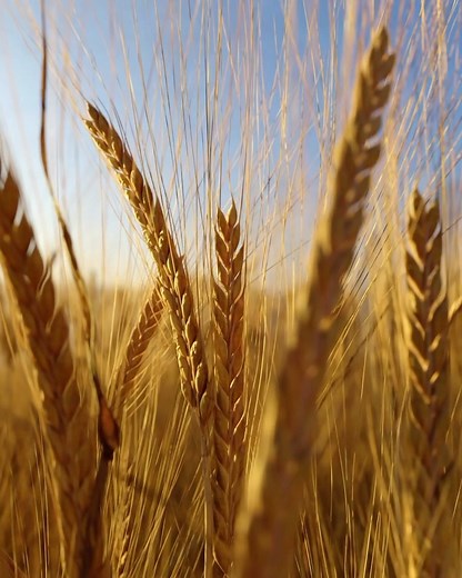 Textures.com on Instagram: "First 5 to correctly guess the name of this species gets 500 points on textures.com! Winners will be announced on stories, let’s go! #texturescom #3d #3dart #3danimation #realistic #ue5 #cgi #vfx #3dmodelling #motiondesign #3dscanning #nature #blender3d #b3d"