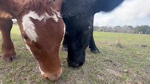 The cow mechanic | Shirtless Jake's Homestead