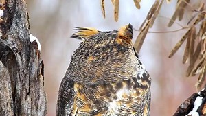 24K views | Cornell Lab of Ornithology on Reels | Facebook