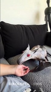 Animals that invaded houses 😨😅 #curiosities #animals #creatures