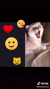 You Cannot Help Yawning Watching This! 😪🐈 | TikTok