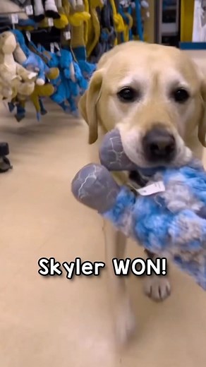 Magnus The Therapy Dog on Instagram: "We tried a “dog vision” filter to emulate the way a dog sees the world. We used the filter to see if we could predict which toy Magnus would pick out. Human eyes have three different types of cones, which allows us to identify combinations of red, blue, and green. Dogs, on the other hand, have only two types of cones, which means they can only discern blue and yellow. As a result, dogs are red-green colour blind. While humans have more cones, allowing us to 