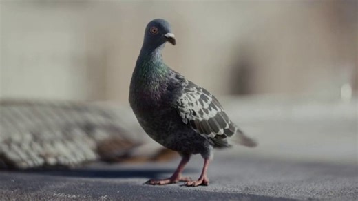 DIRECTV TV Spot, 'For the Birds: Girlfriend'