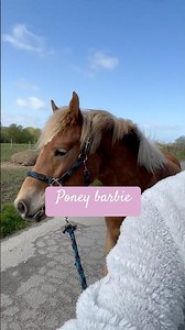 Star 🌺 #horse #equestrian #haflinger